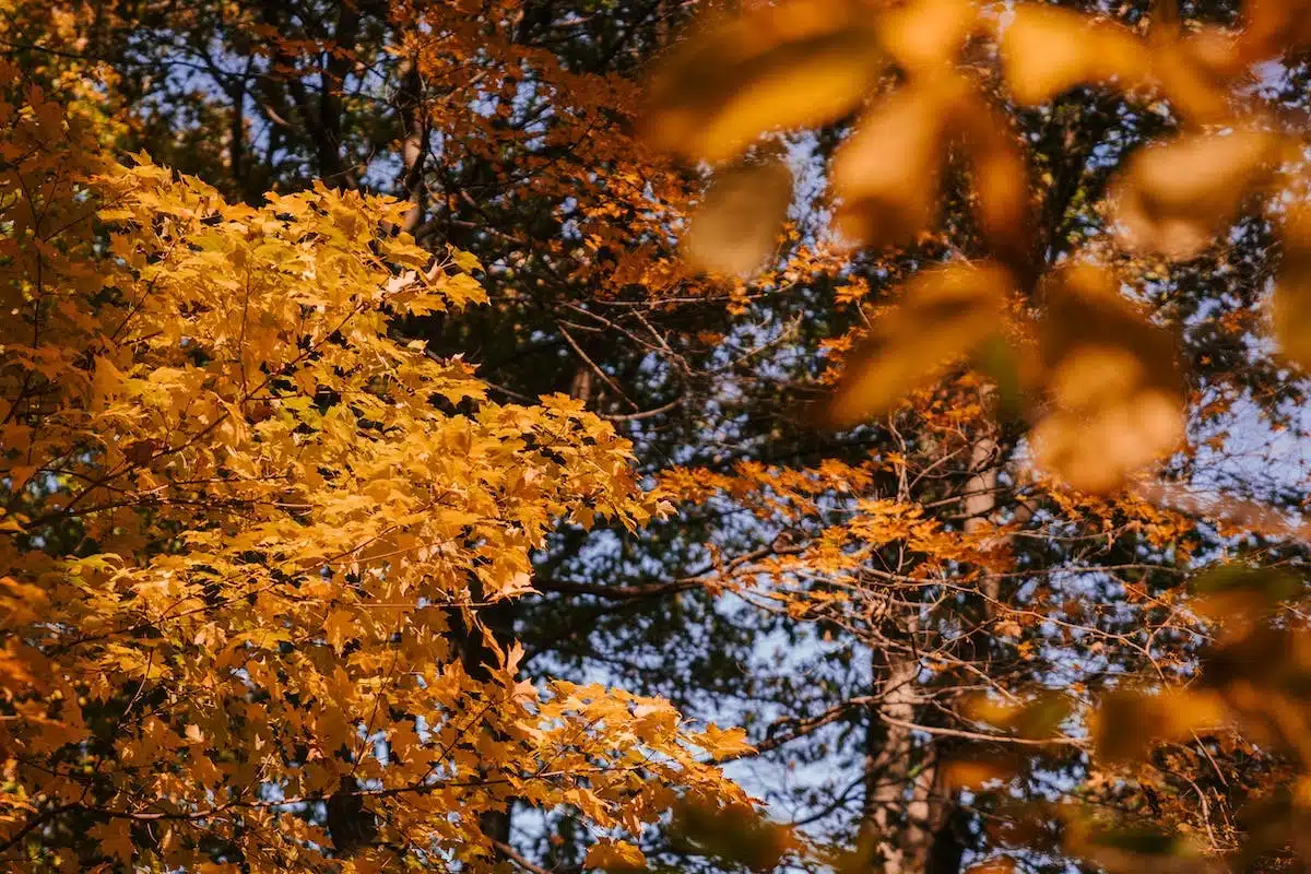 mode automne
